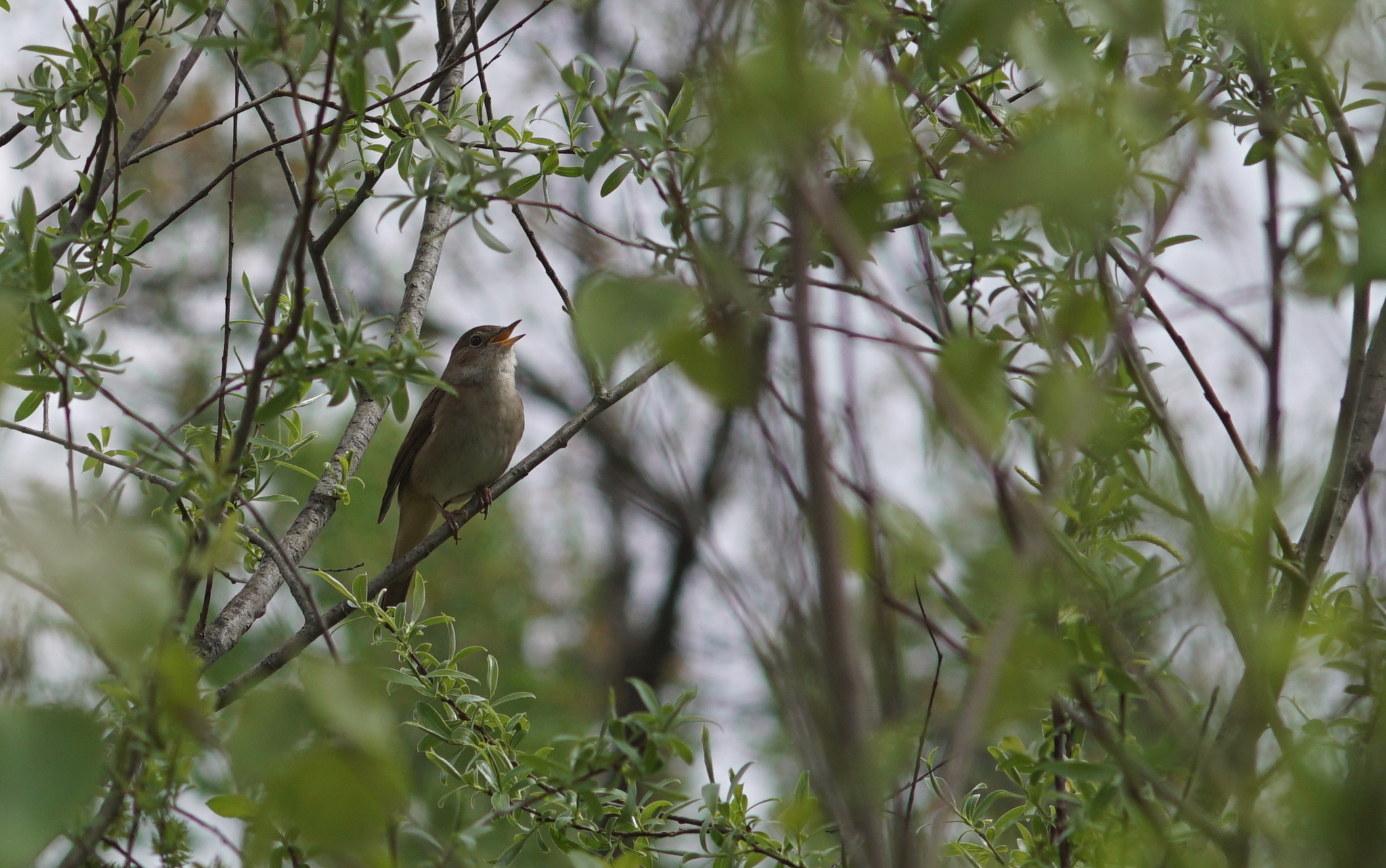 Common Nightingale
