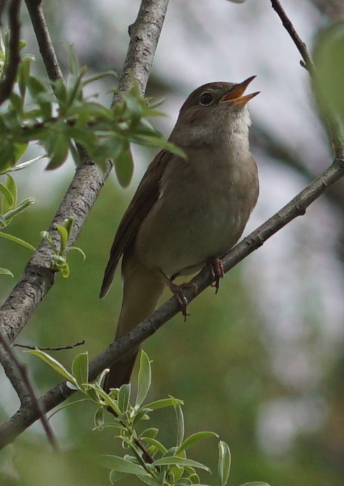 Common Nightingale