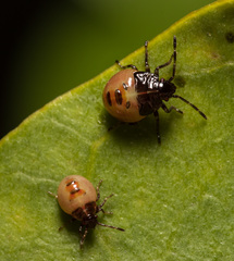 Elasmostethus nubilus