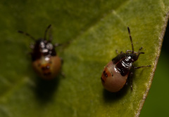 Elasmostethus nubilus