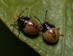 Elasmostethus nubilus