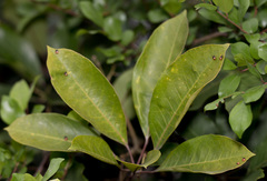 Elasmostethus nubilus