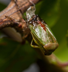 Elasmostethus nubilus