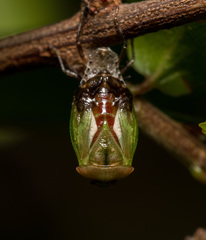 Elasmostethus nubilus