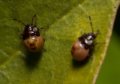 Elasmostethus nubilus