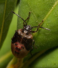 Elasmostethus nubilus