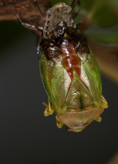 Elasmostethus nubilus