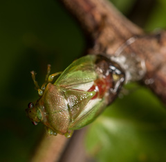 Elasmostethus nubilus