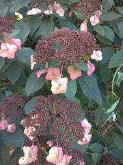 Hydrangea aspera
