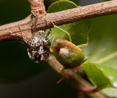 Elasmostethus nubilus