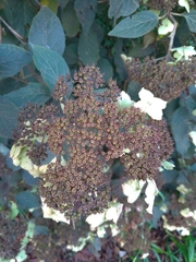 Hydrangea aspera
