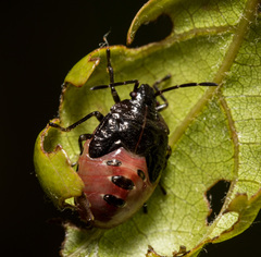 Elasmostethus nubilus