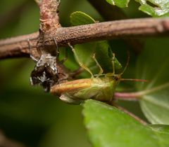 Elasmostethus nubilus