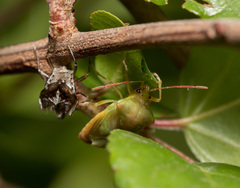 Elasmostethus nubilus