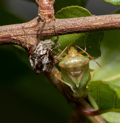 Elasmostethus nubilus