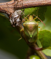 Elasmostethus nubilus