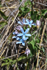 Oxypetalum coeruleum