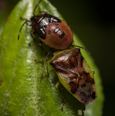 Elasmostethus nubilus