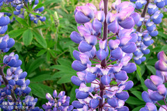 Lupinus polyphyllus