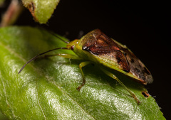 Elasmostethus nubilus