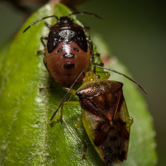 Elasmostethus nubilus