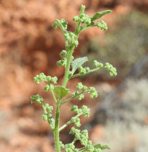 Dysphania saxatilis