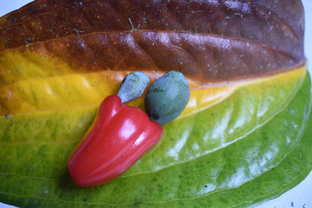 Podocarpus dispermus; photograph (c) Wairambar Rainforest, some rights reserved (CC BY)