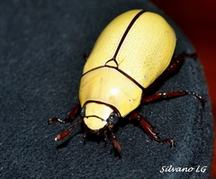 Macropoides crassipes crassipes