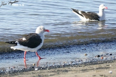 Leucophaeus scoresbii