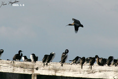 Theristicus melanopis