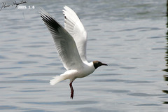 Chroicocephalus maculipennis