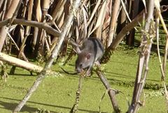 Oryzomys palustris