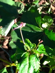 Impatiens devolii