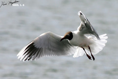 Chroicocephalus maculipennis