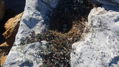 Larus dominicanus vetula
