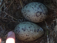 Larus dominicanus vetula