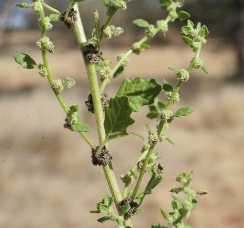 Dysphania melanocarpa