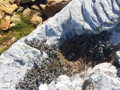Larus dominicanus vetula