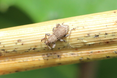 Chalepistes aequalis