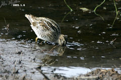 Gallinago magellanica