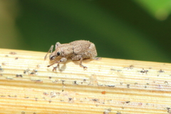 Chalepistes aequalis