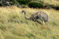 Rhea pennata