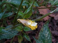 Impatiens tayemonii
