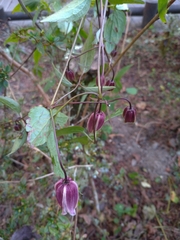 Clematis lasiandra