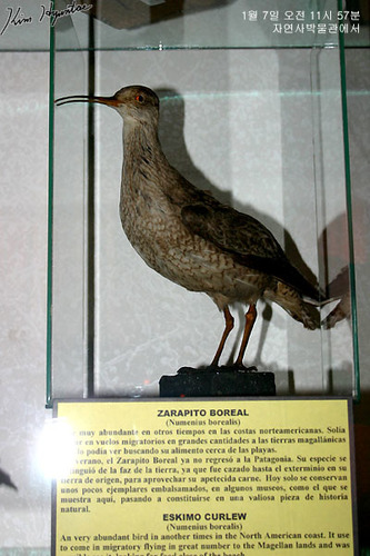 Numenius borealis