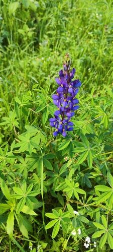 Image of Lupinus mutabilis by (c) Luis Fer JP, some rights reserved (CC BY)