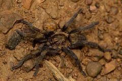 Brachionopus pretoriae