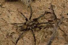 Brachionopus pretoriae