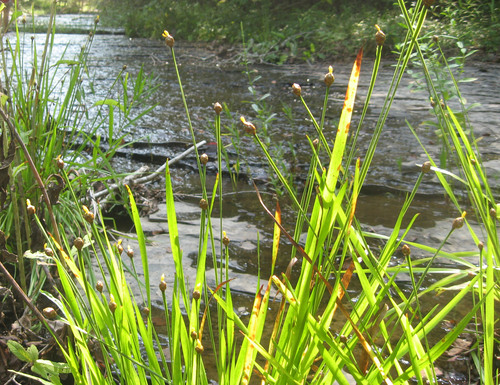 Tennessee yellow-eyed grass (Xyris tennesseensis)