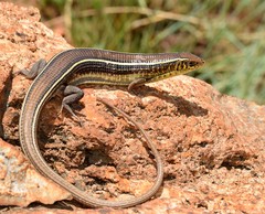 Gerrhosaurus flavigularis